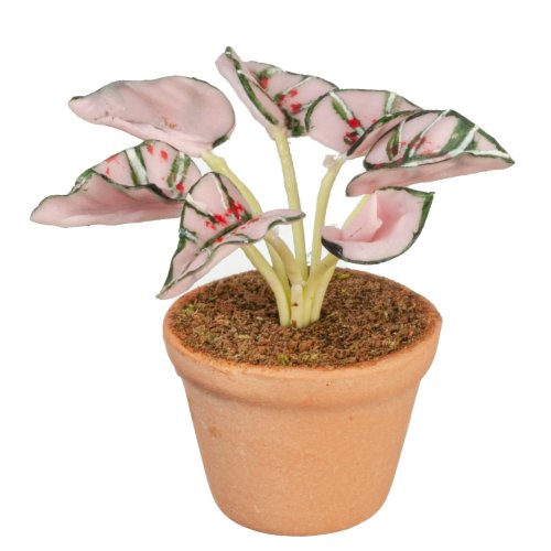 (image for) Potted Pink Caladium