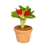 (image for) Potted Red Flowering Houseplant