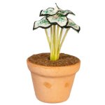 (image for) Potted Caladium