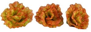 (image for) Red Leaf Lettuce 3pc