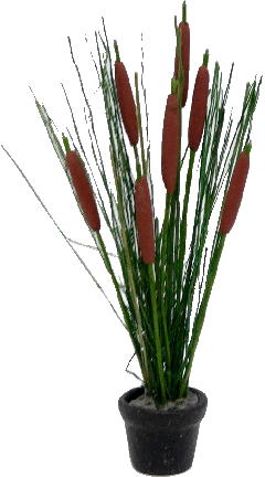 (image for) Cattail Arrangement in Pot