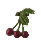 (image for) Cherries on Stem