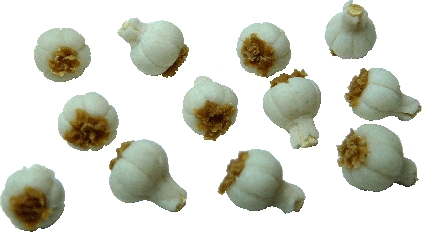 (image for) Garlic