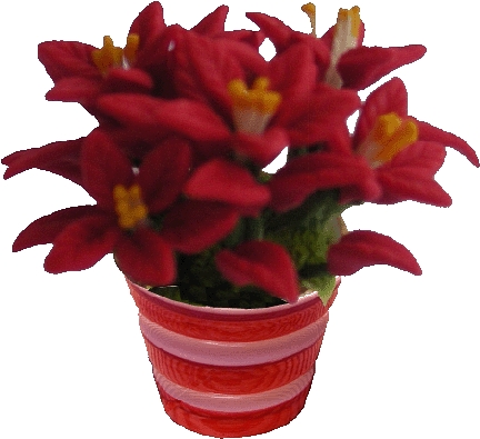 (image for) Poinsettias in Red & White Pot