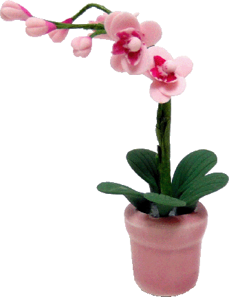 (image for) Orchid Branch in Pot Pink