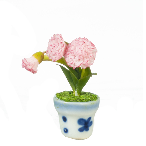 (image for) Carnation in Pot Pink