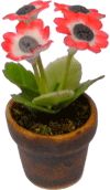 (image for) Red / White Anemone in Pot