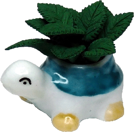 (image for) House Plant in Turtle Planter