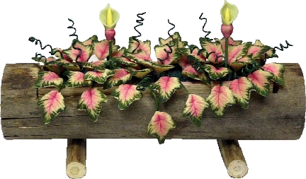 (image for) Caladium w/Buds in Log Planter