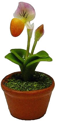 (image for) Strawberry Lady Slipper in Clay Pot