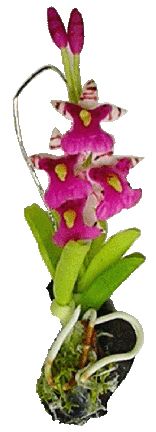 (image for) Hanging Tiger Pink Orchid