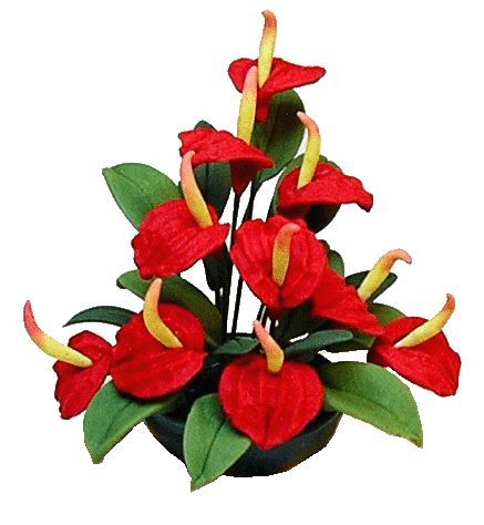 (image for) Red Anthurium in Planter