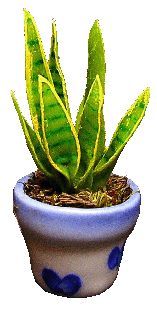 (image for) Aloe Vera in Blue Design Pot