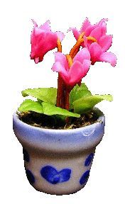 (image for) Pink Fushia in Blue Pot