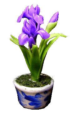 (image for) Purple Iris in Blue Pot