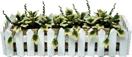 (image for) English Ivy in Picket Fence