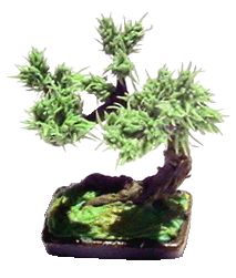 (image for) Detailed Bonsai Tree