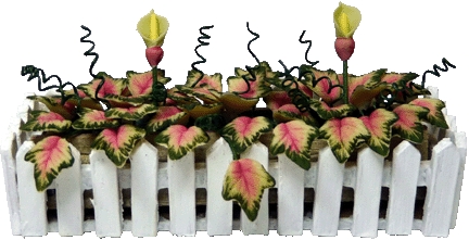 (image for) Caladium w/Buds in Picket Fence