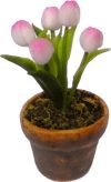 (image for) Light Pink Tulips in Pot