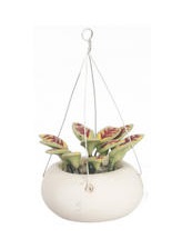 (image for) Variegated Hanging Plant