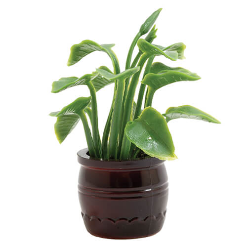 (image for) Potted Pothos Plant