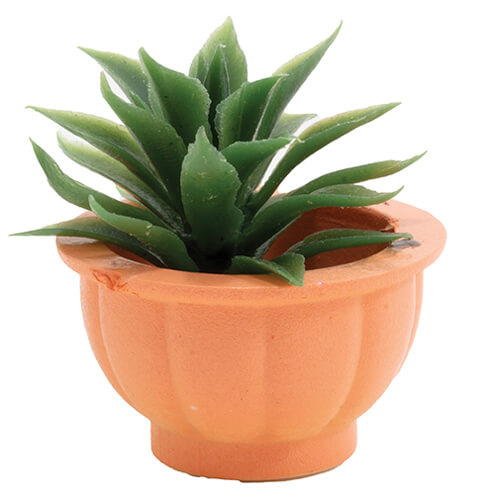 (image for) Potted Green Succulent Plant