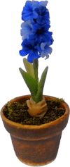 (image for) Blue Hyacinth in Pot