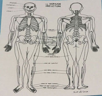 (image for) Skeleton Chart to Display