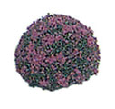 (image for) Purple Blossom Landscaping Bushes 2pc