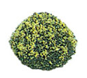 (image for) Yellow Landscaping Bushes 2pc