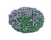 (image for) Violet Landscaping Bushes 3pc