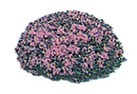 (image for) Pink Landscaping Bushes 2pc