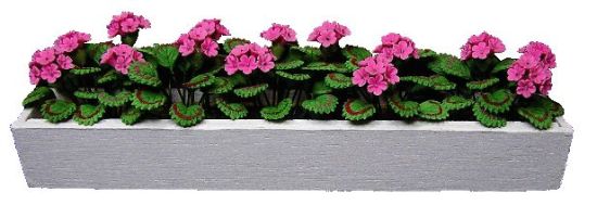 (image for) Pink Geraniums in White Window Box