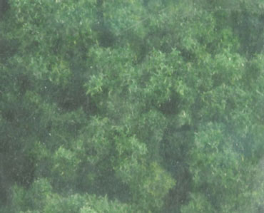 (image for) Underbrush Clump Foliage Dark Green