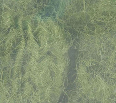 (image for) Poly Fiber Green Landscape