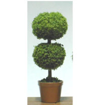 (image for) Round Small Topiary in Clay Pot