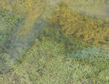 (image for) Lichen Light Green