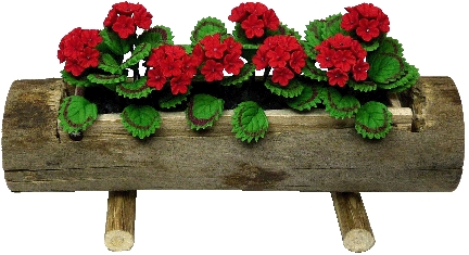 (image for) Red Geraniums in Log Planter