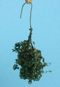 (image for) Hanging Variegated Green Plant Small