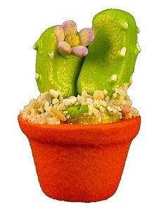 (image for) Flowering Cactus in Pot