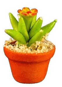 (image for) Flowering Spiky Cactus in Pot