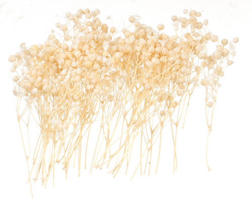 (image for) Babys Breath 12pc