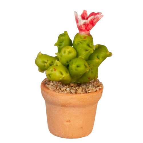 (image for) Potted Red Flowering Cactus