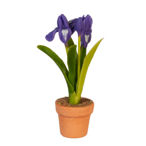 (image for) Potted Purple Iris