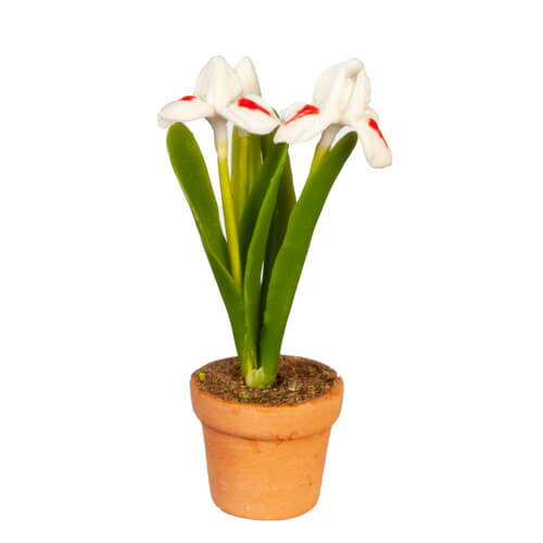 (image for) Potted White & Red Iris