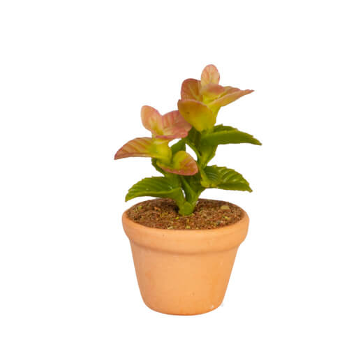 (image for) Potted Tropical Houseplant