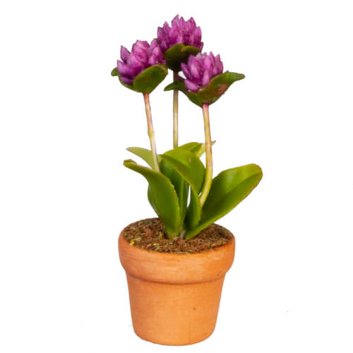 (image for) Potted Purple Flowered Houseplant