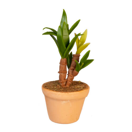 (image for) Lucky Bamboo Houseplant